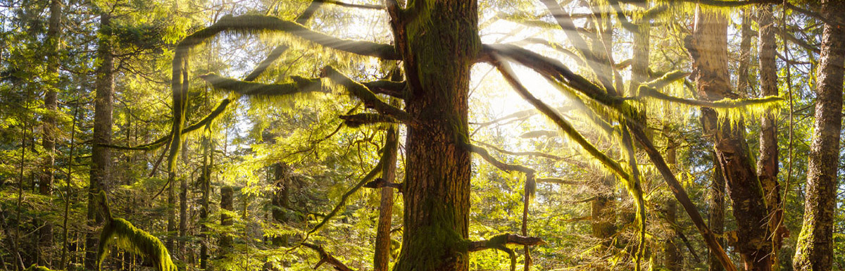 Rain Forest Abbotsford